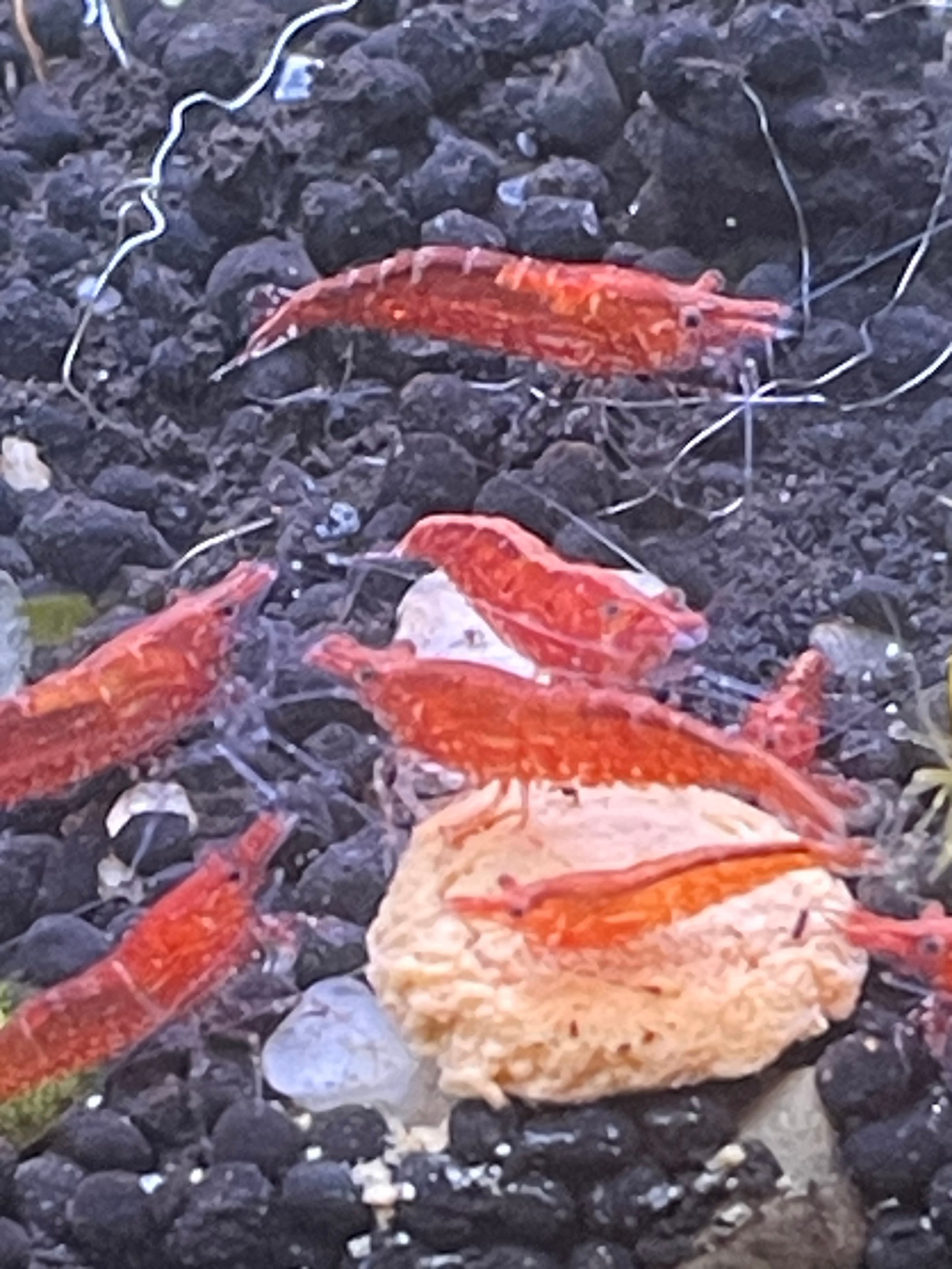 Red Cherry Shrimp