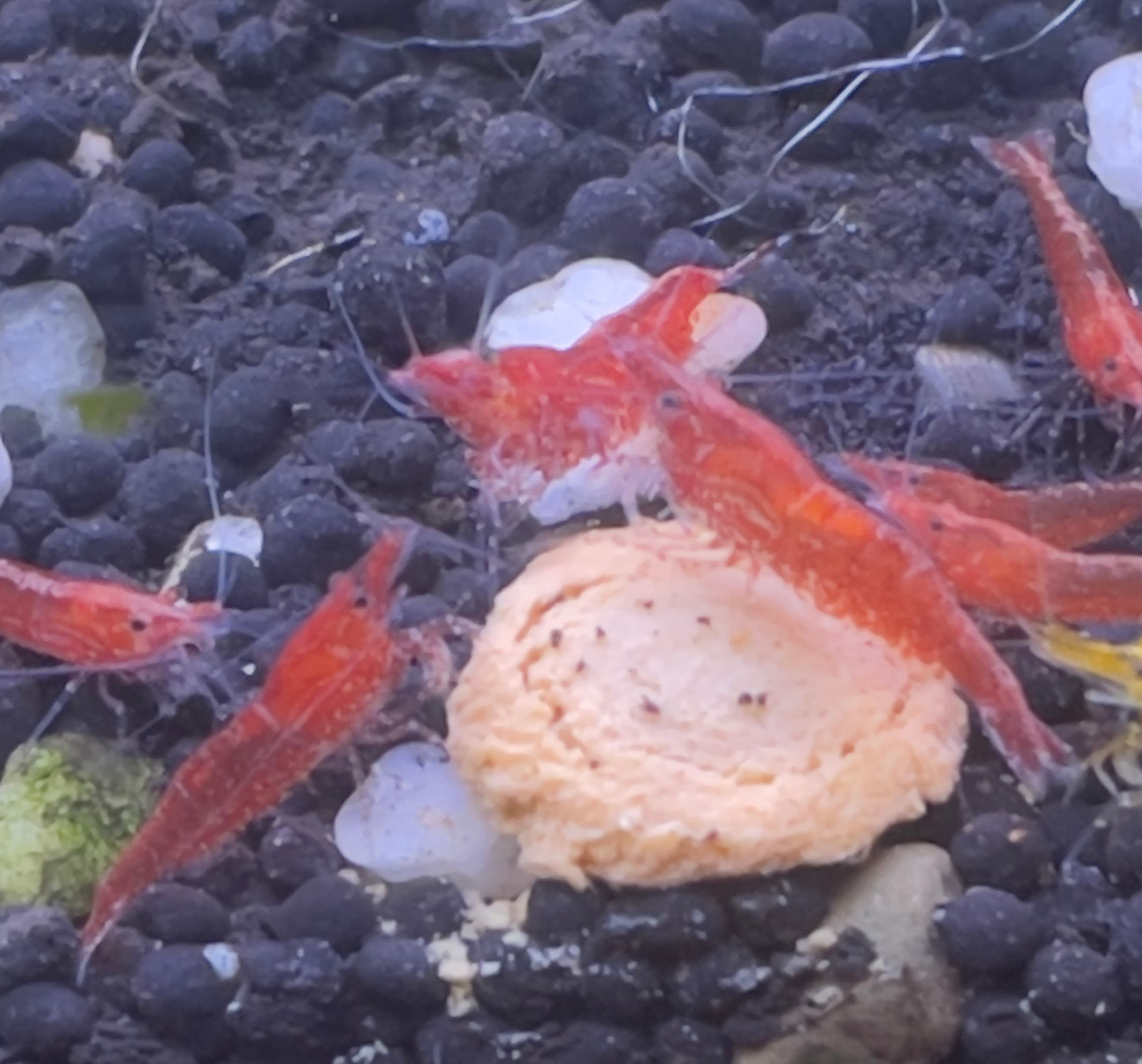 Red Cherry Shrimp