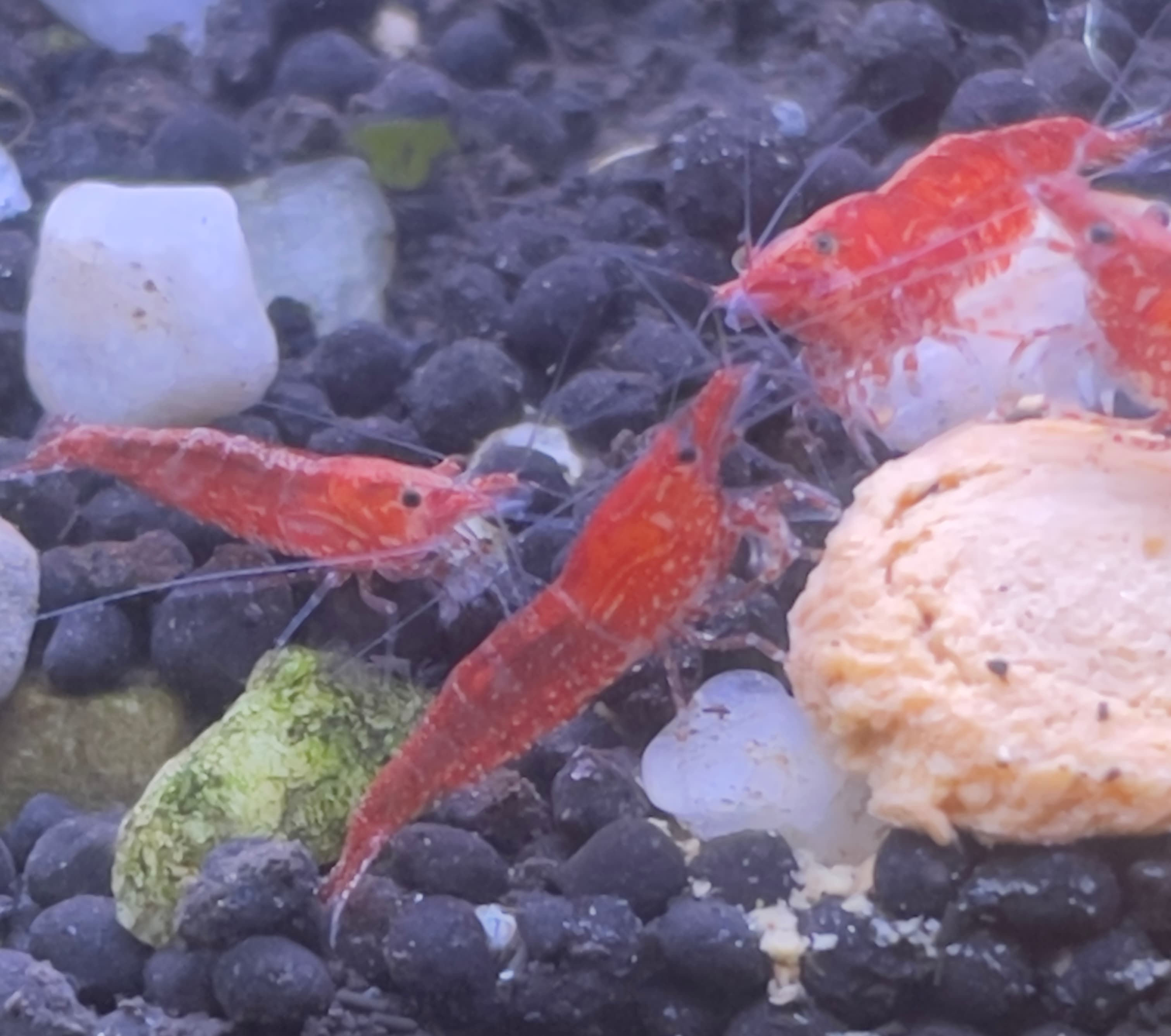 Red Cherry Shrimp