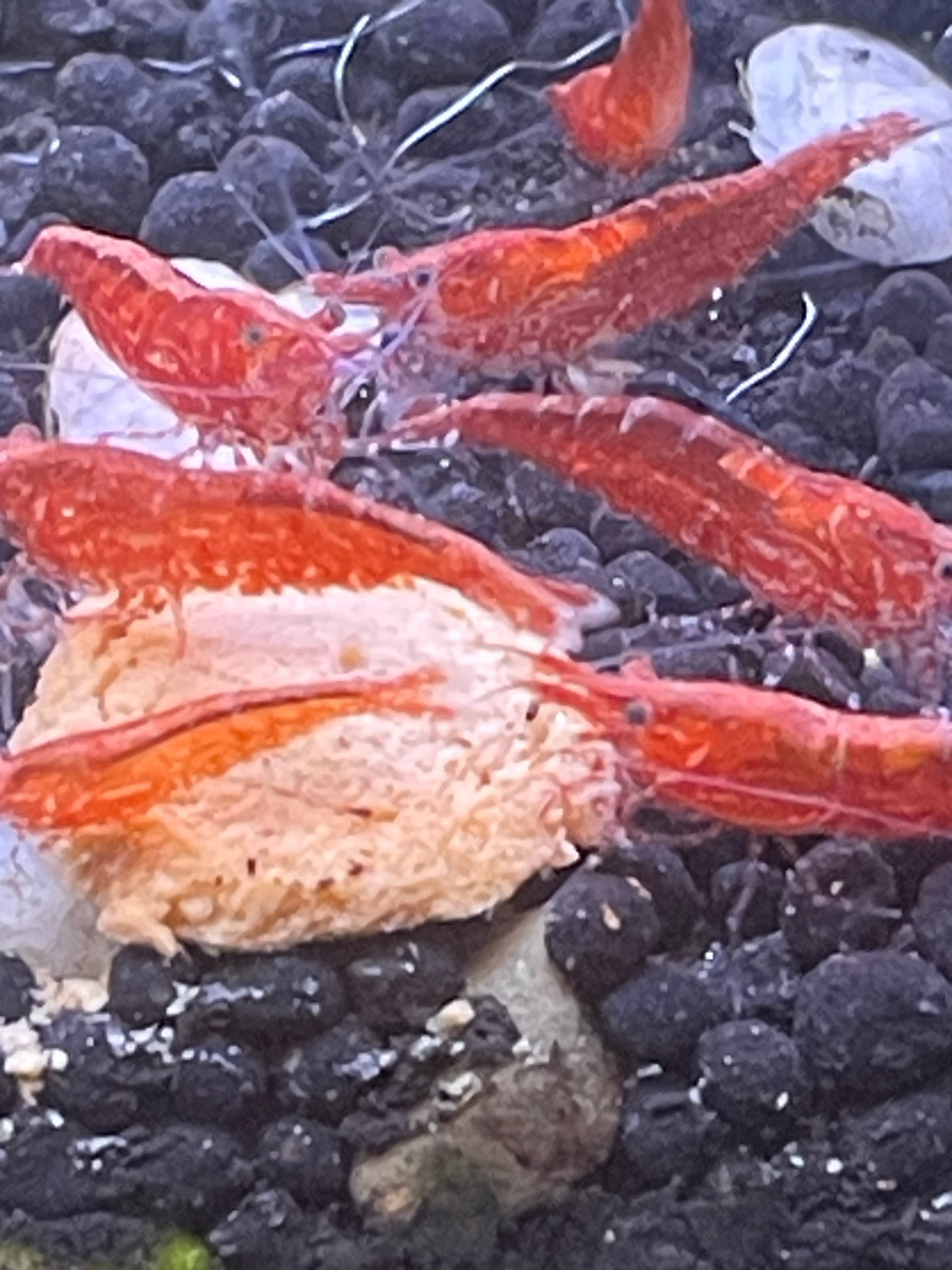 Red Cherry Shrimp