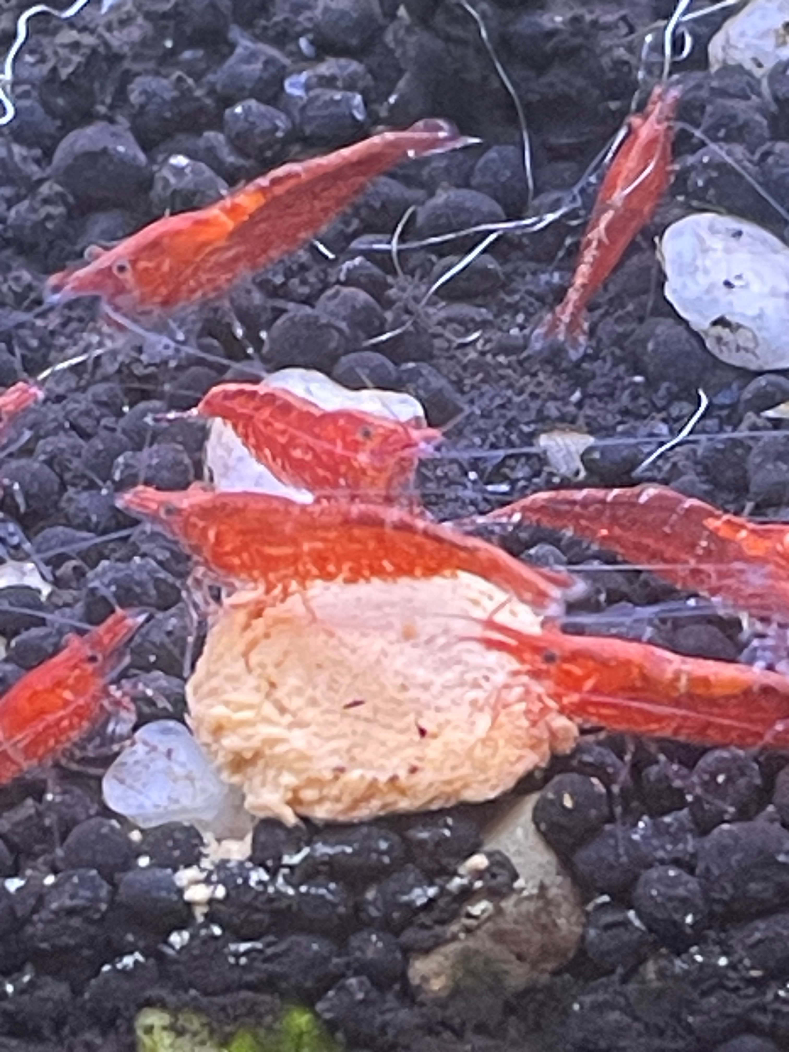 Red Cherry Shrimp