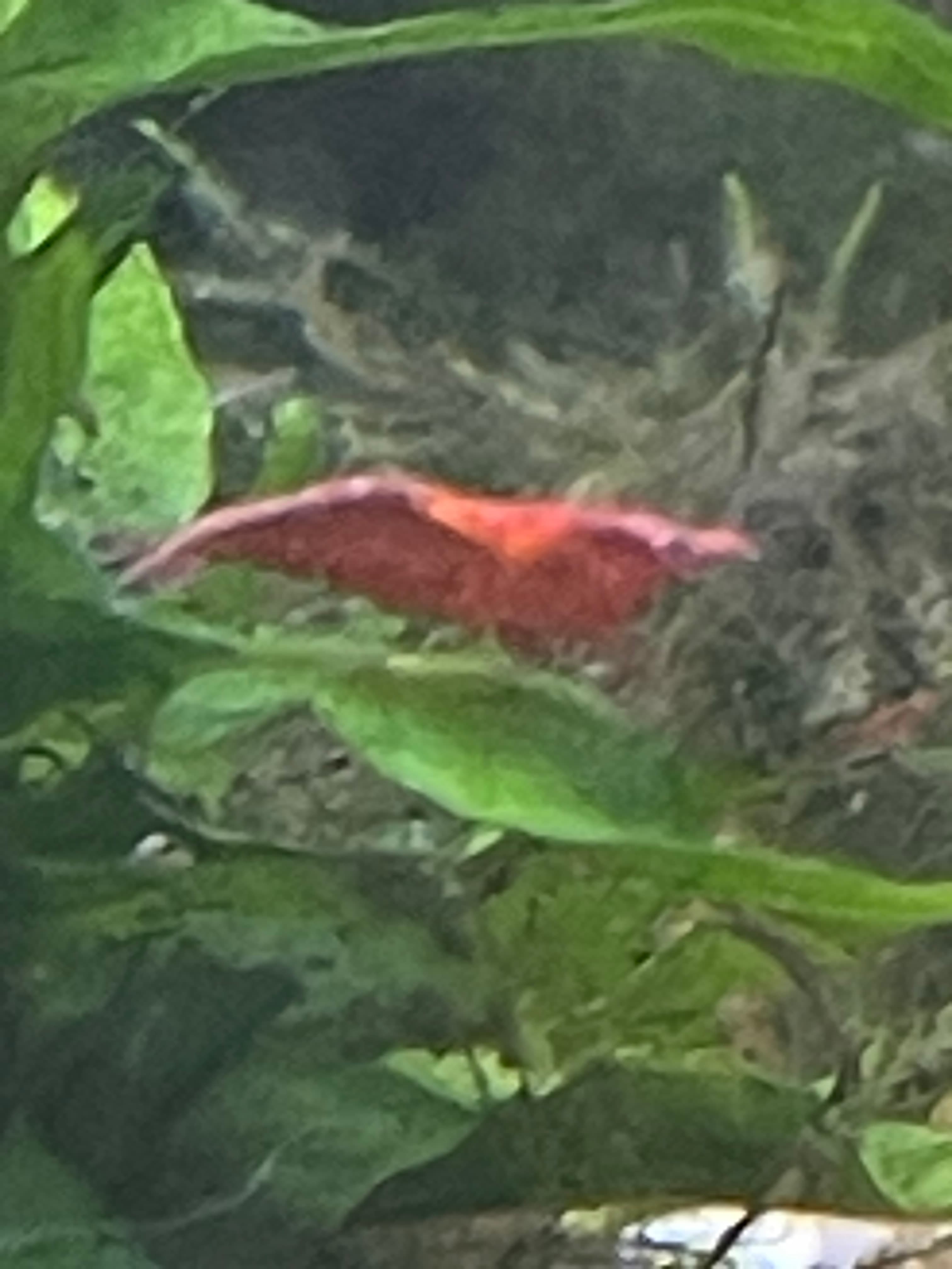 Red Cherry Shrimp