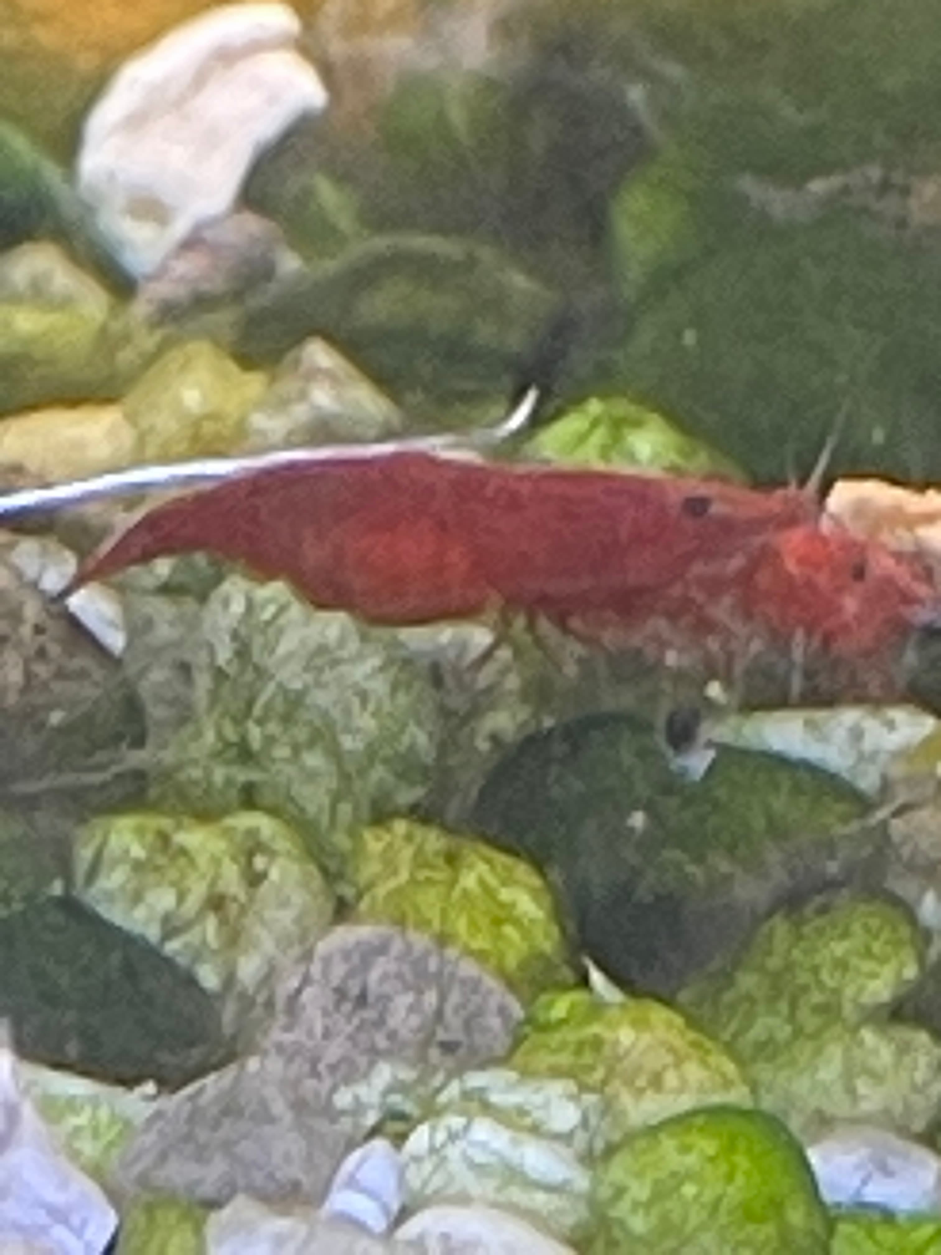 Red Cherry Shrimp