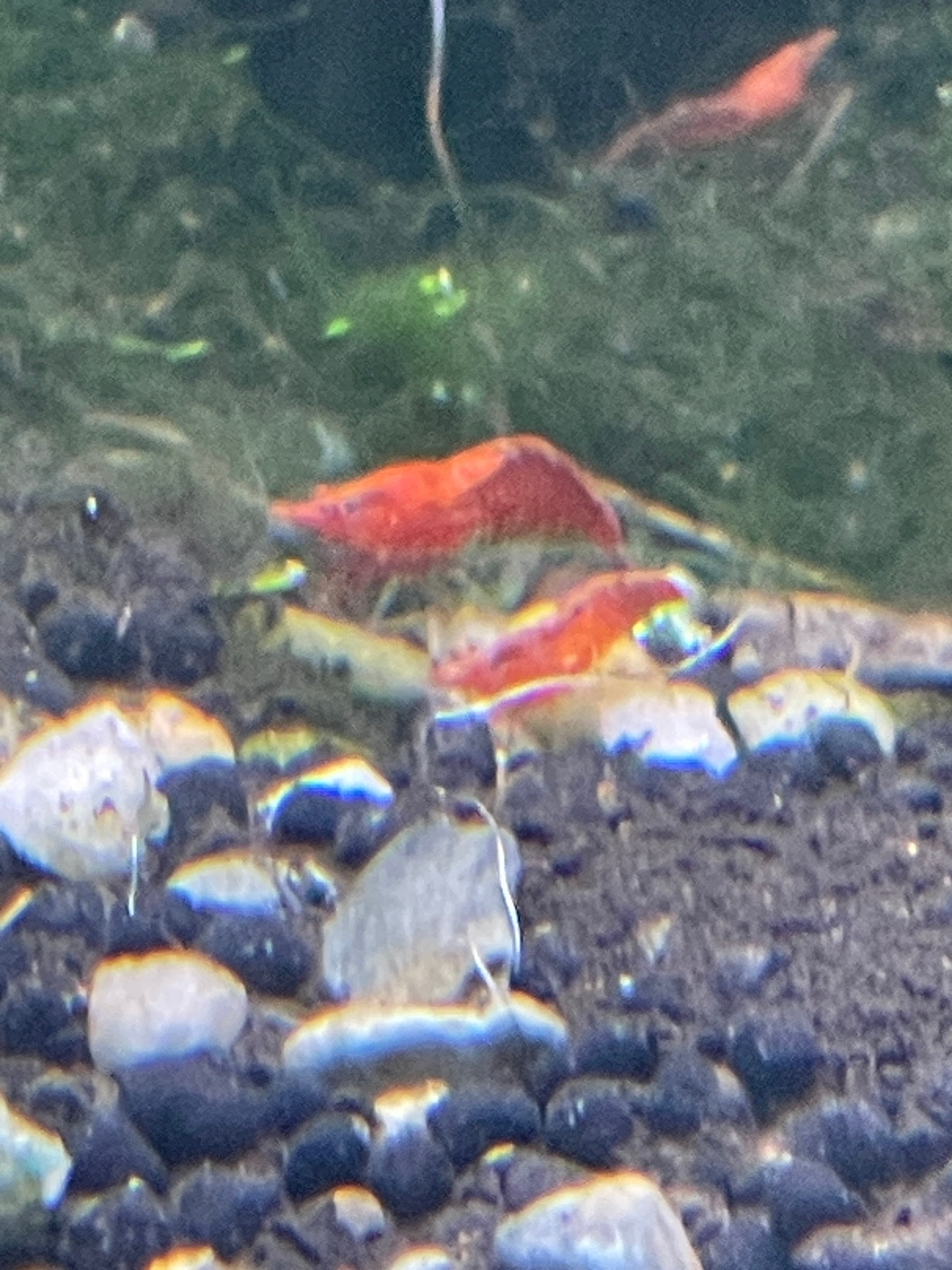 Red Cherry Shrimp