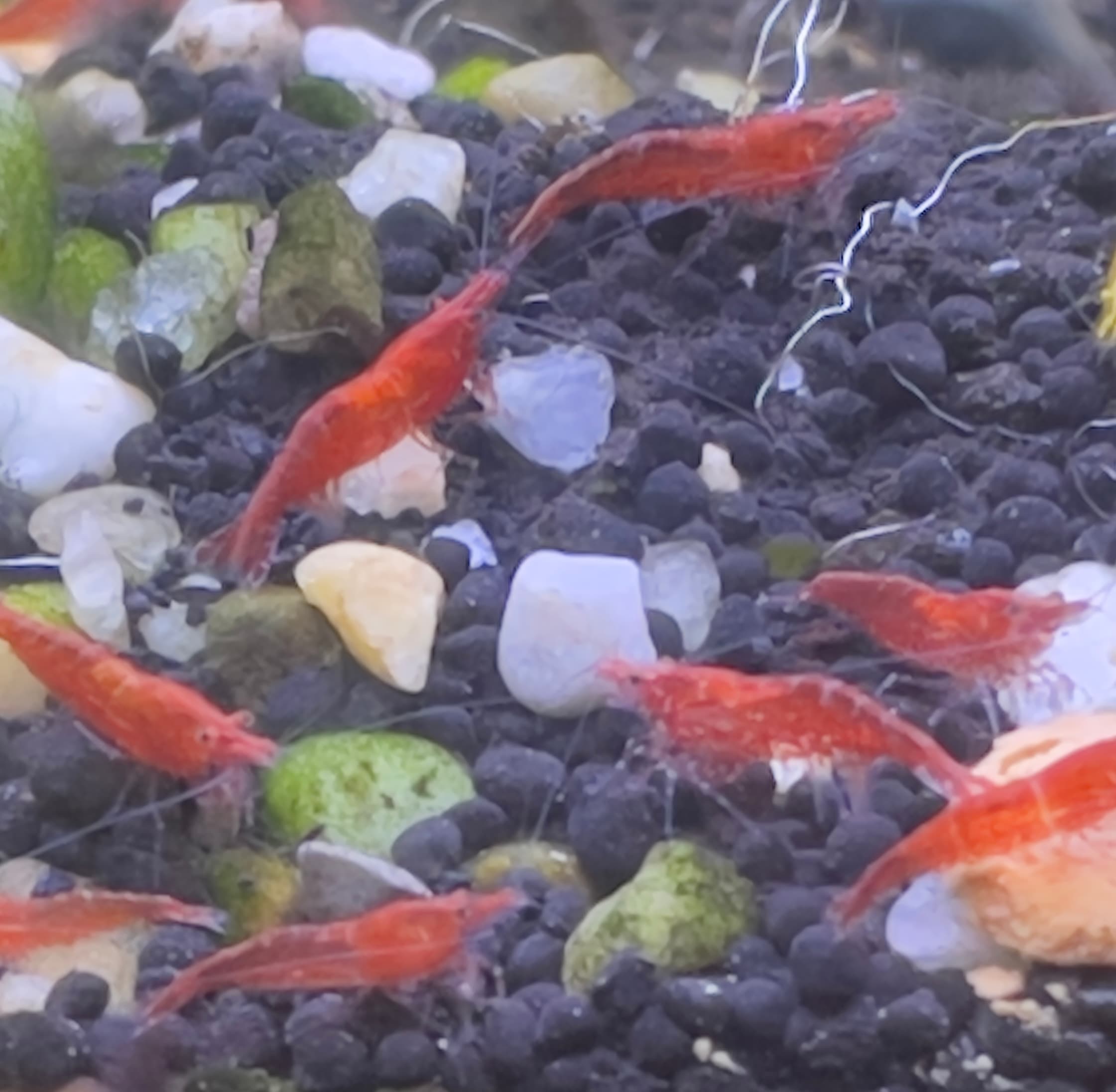 Red Cherry Shrimp