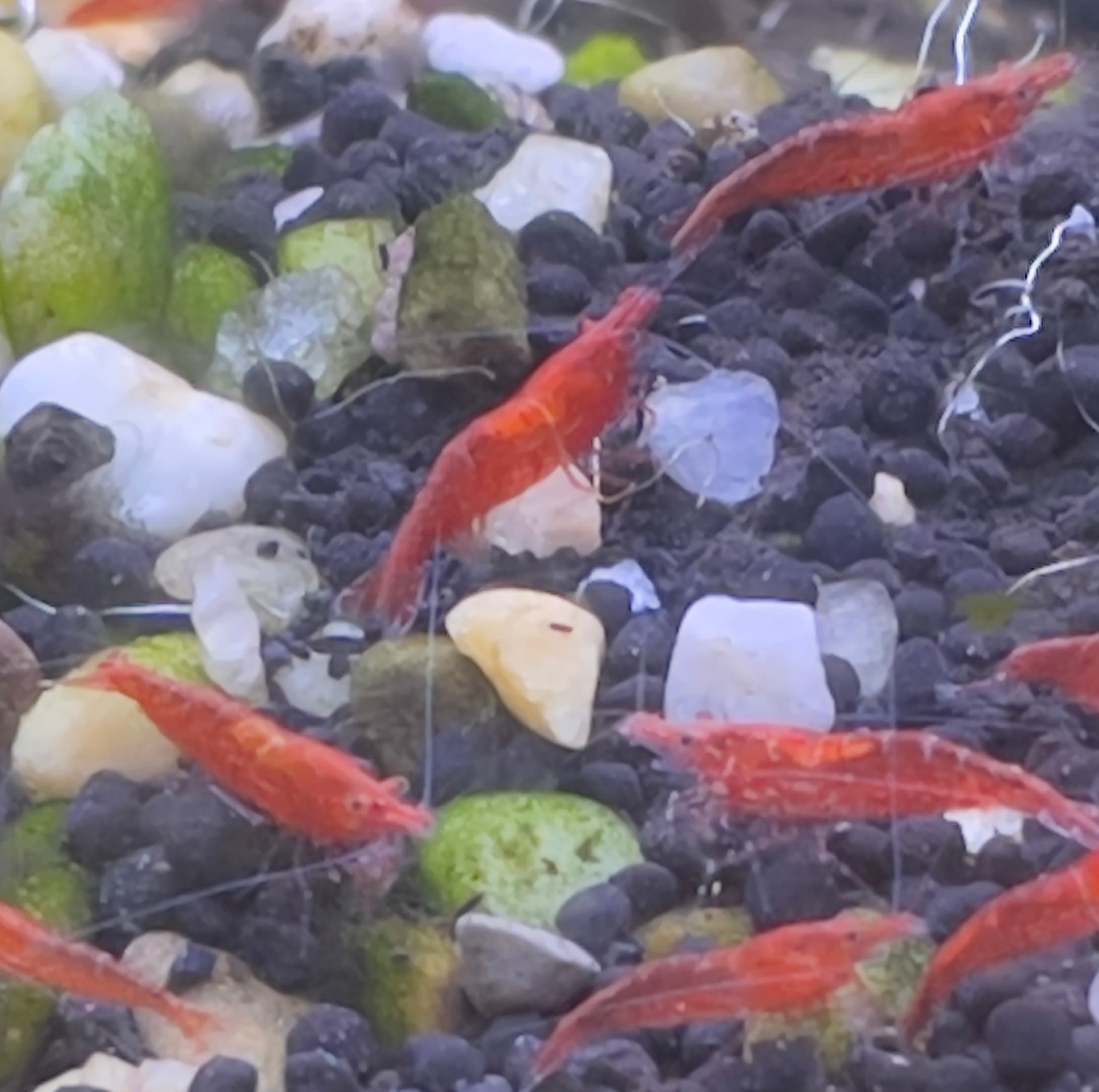 Red Cherry Shrimp