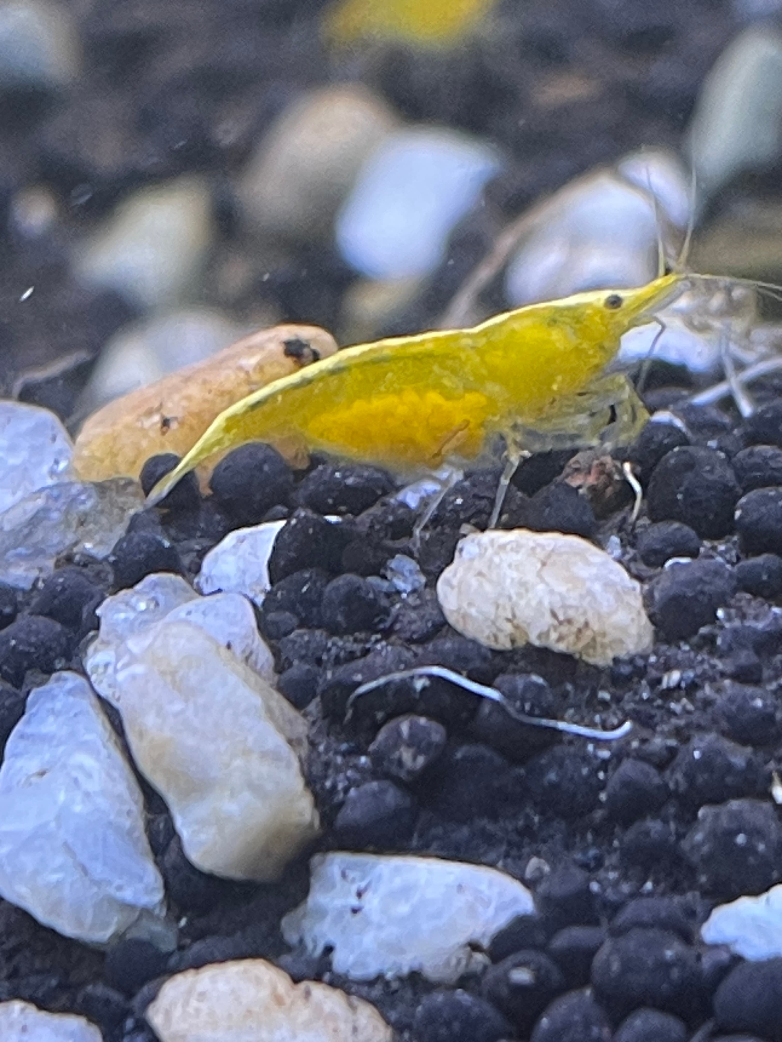 Yellow Neocaridina Shrimp