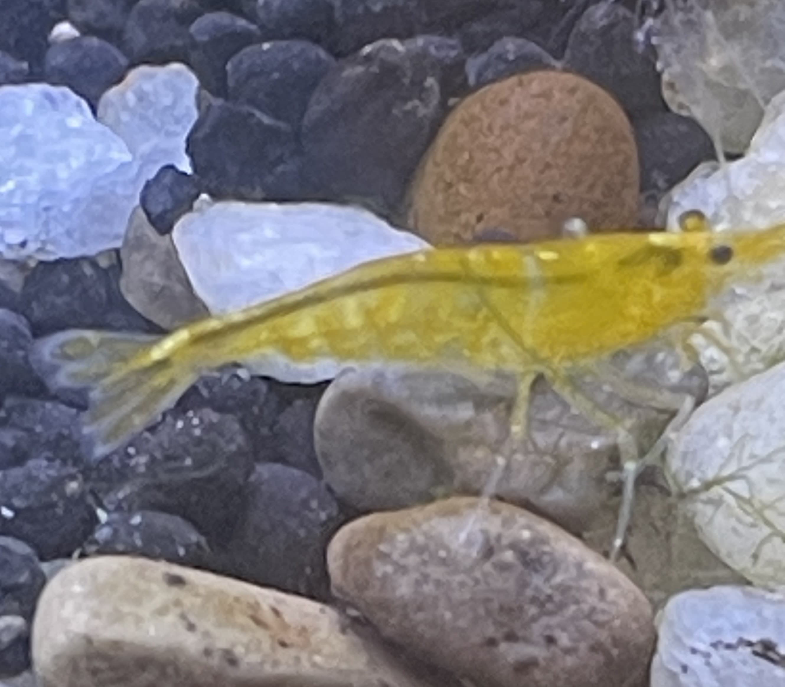 Yellow Neocaridina Shrimp