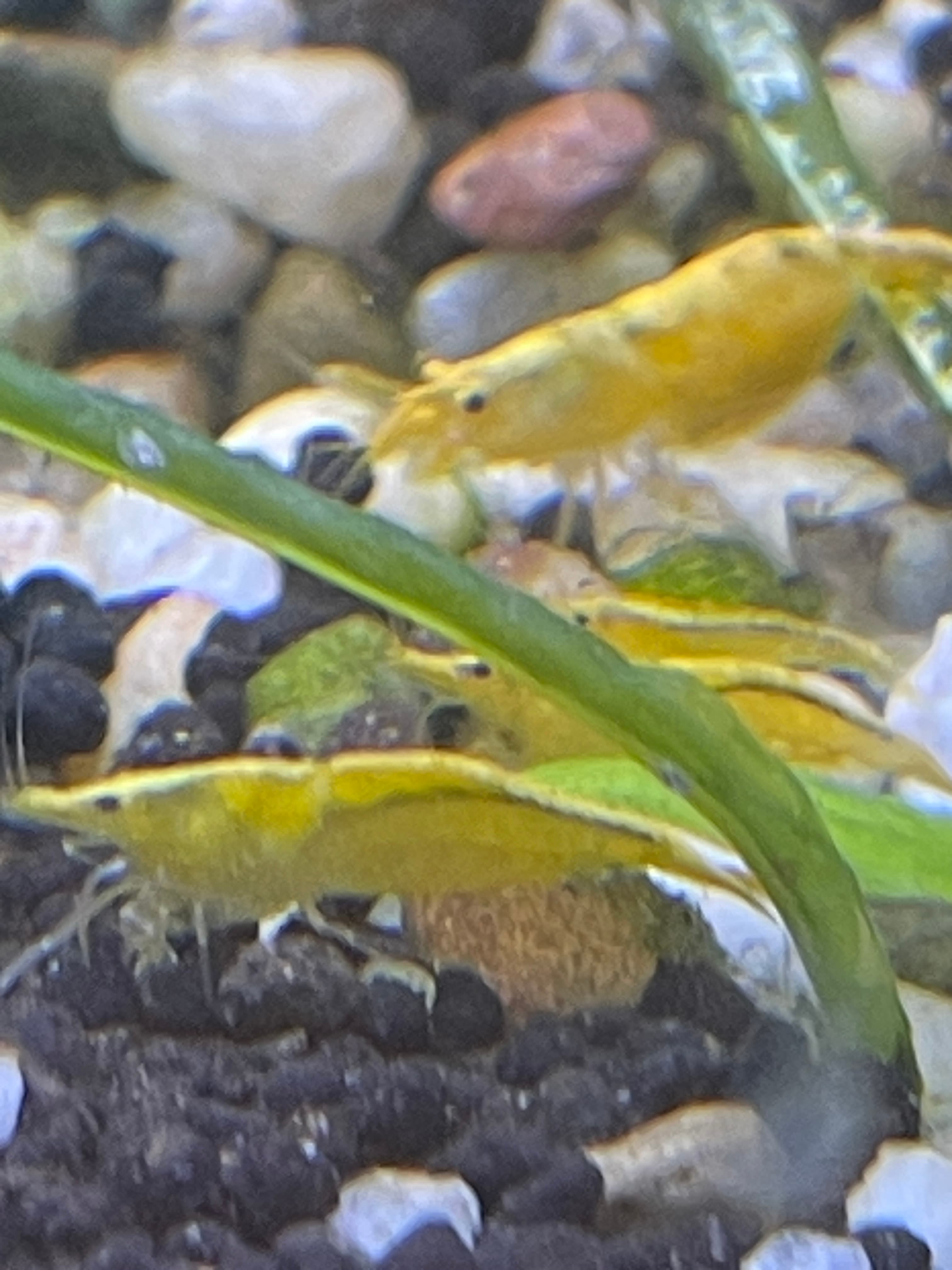 Yellow Neocaridina Shrimp