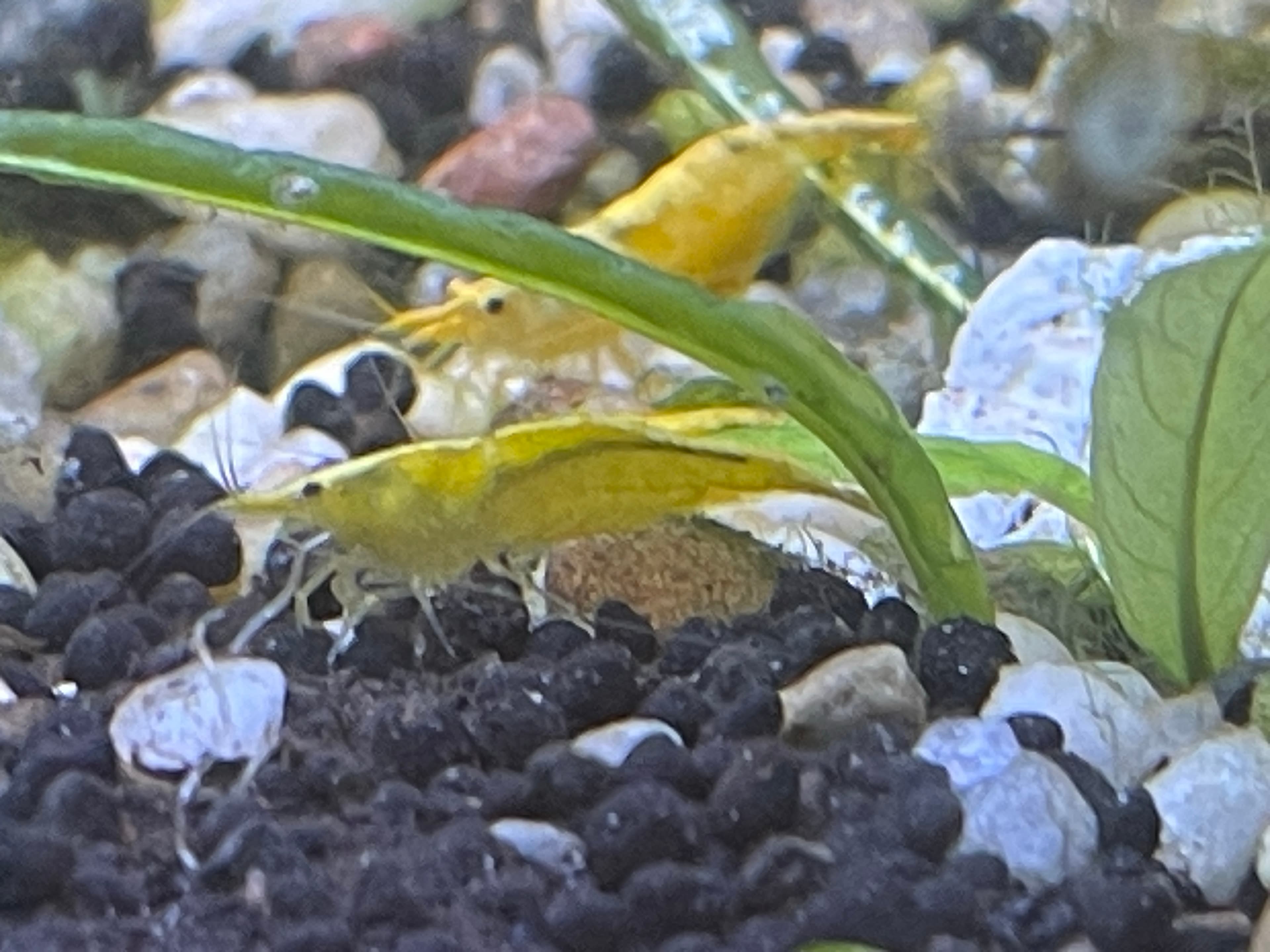 Yellow Neocaridina Shrimp