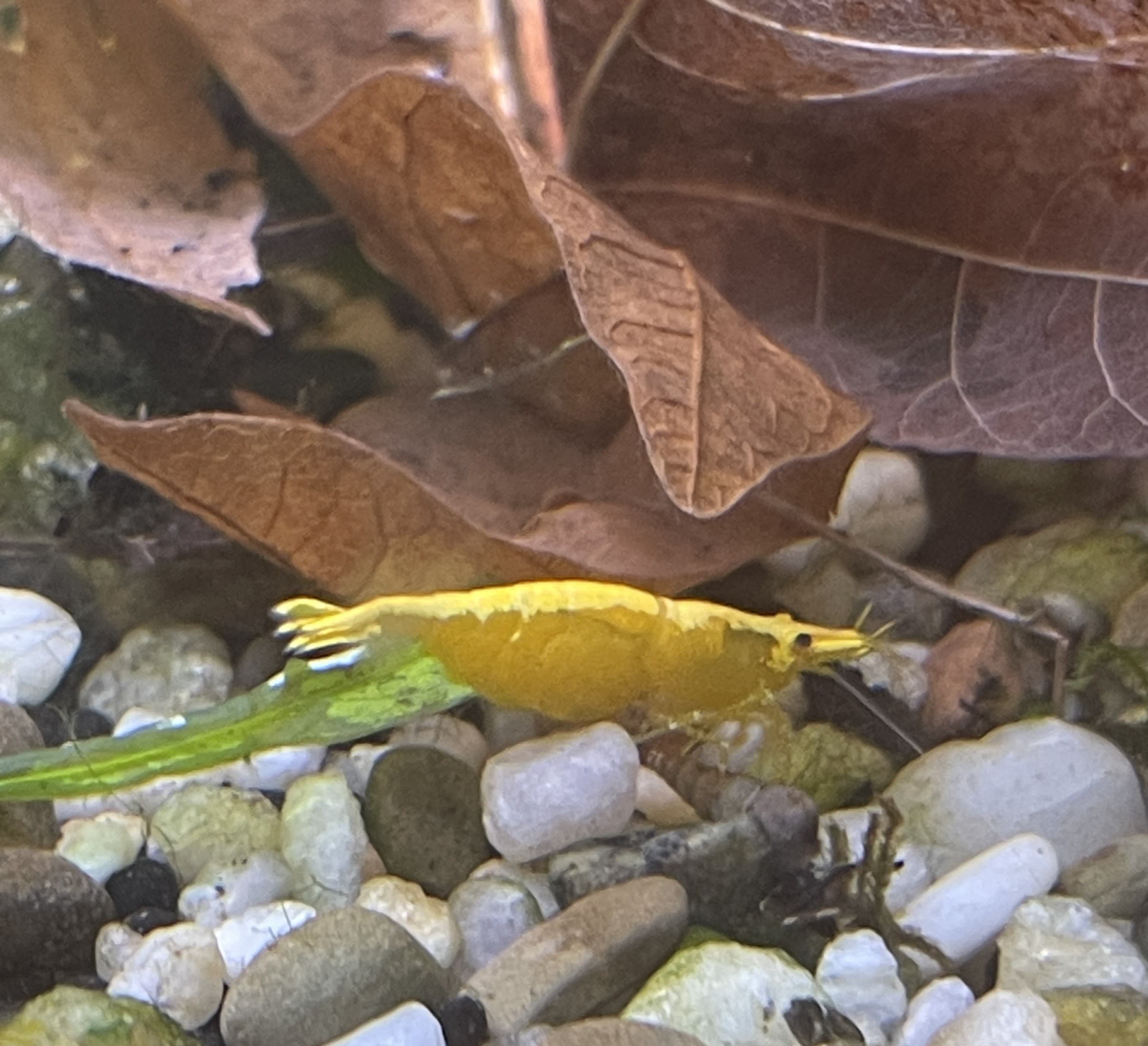 Yellow Neocaridina Shrimp