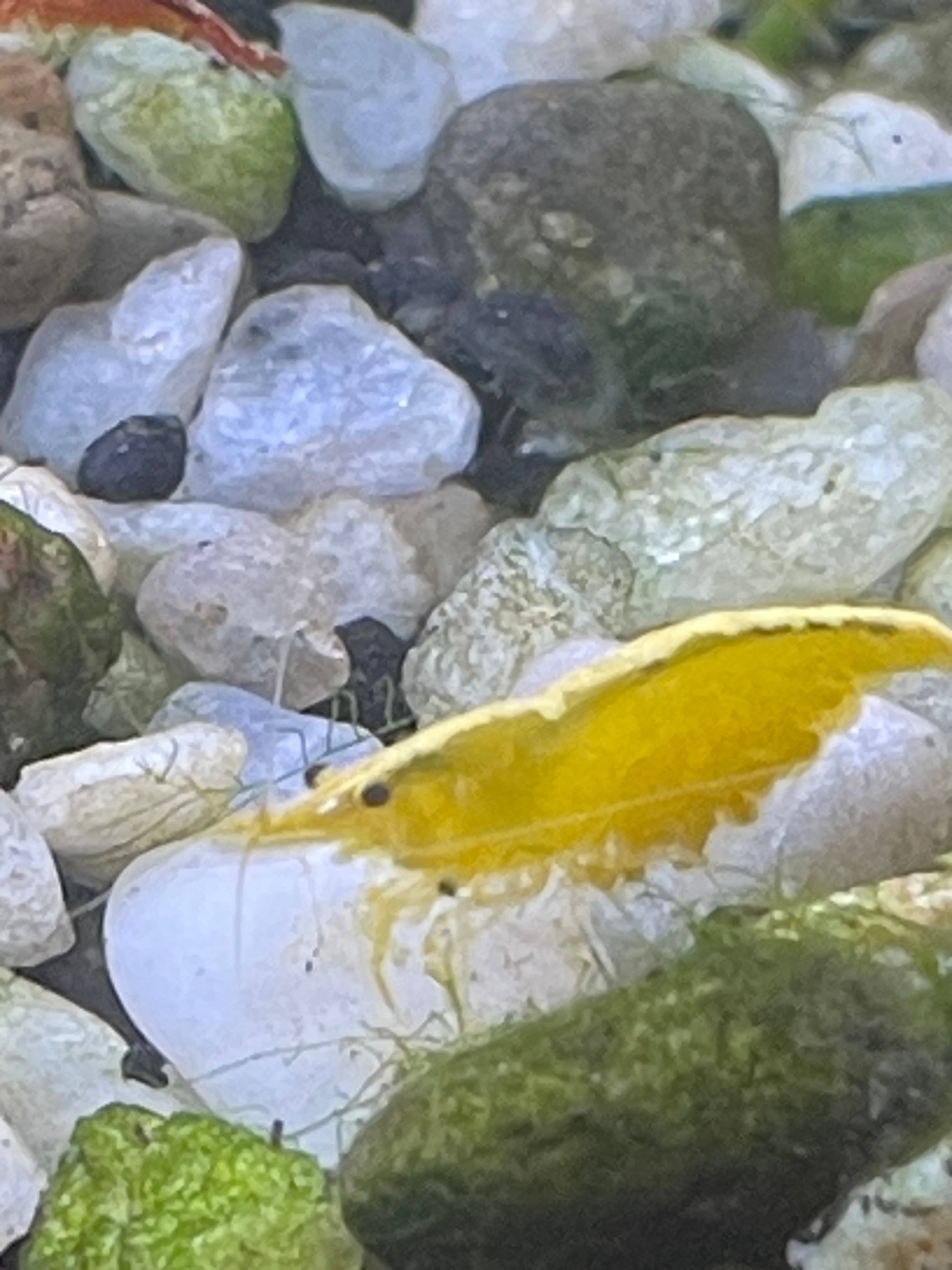 Yellow Neocaridina Shrimp