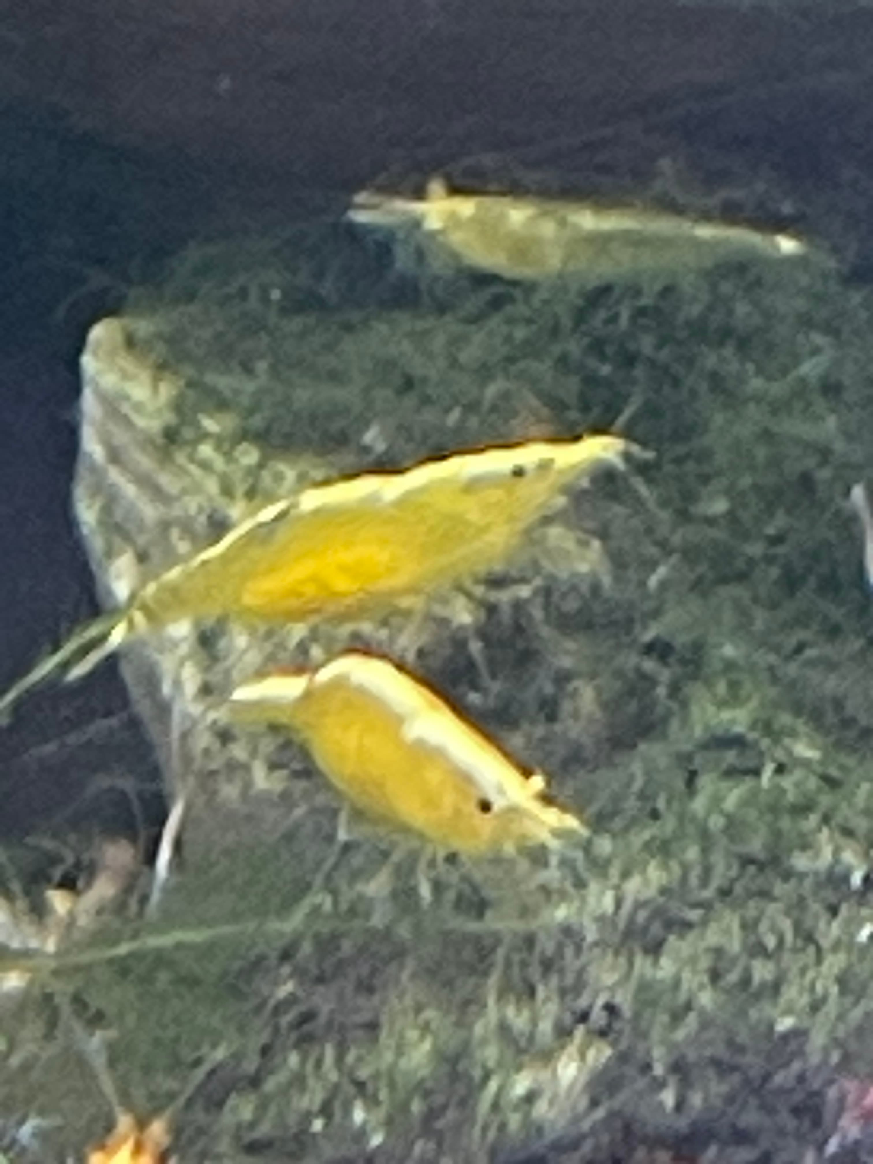 Yellow Neocaridina Shrimp